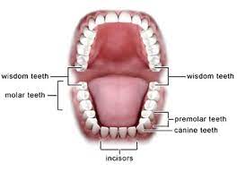 The shocking truth is that more than half the people who end up getting their wisdom teeth removed did. How Much Does A Wisdom Tooth Extraction Cost