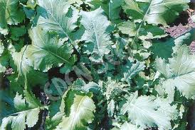 Broccoli raab brassica rapa cymosa family: Broccoli Spring Raab Eden Seeds
