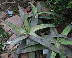 Image result for Aloe luapulana