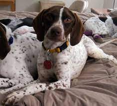 The officers and members of the german wirehaired pointer club of america (gwpca) believe that every german wirehaired pointer (gwp) deserves a supportive and loving home and the national gwp rescue, inc. Dog For Adoption Gimli A German Shorthaired Pointer In Salt Lake City Ut Petfinder