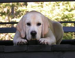 The labrador retriever's history begins in newfoundland, where the st. Shelby S White Labrador Breeders A White Lab Breeder Puppies For Sale