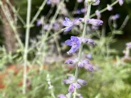 Image result for perovskia atriplicifolia 'little spire'