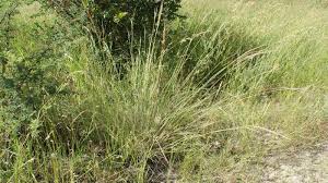 Image result for Trachypogon