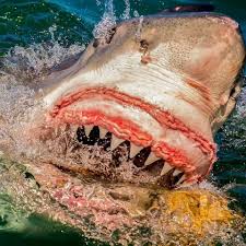 Image result for nice shark