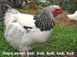 Burung ini merupakan kelompok burung yang di gemari dikalangan pecinta kicauan karena memiliki suara yang sangat merdu. Mari Mengenal Haiwan Jinak Youtube