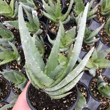 Image result for Aloe buchananii