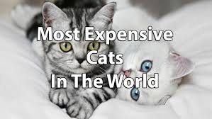 Orientals are long, slender, stylised cats. Top 12 Most Expensive Cat Breeds In The World Ashera Vs Savannah Financesonline Com