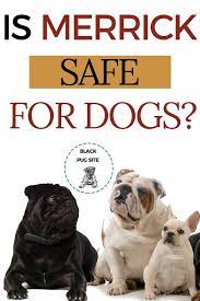Is Merrick Dog Food Merrick Dog Food Dog Food Recipes Pugs