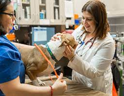 Equipped with experienced emergency staff. Arkansas Veterinary Emergency Specialists In Little Rock Open 24 7