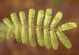 Image result for Kyllinga robinsoniana