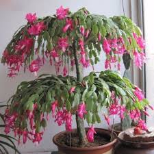 The following 3 files are in this category, out of 3 total. Como Cuidar Flor De Maio Blog Arco Do Verde