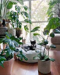Happy Saturday Who Else Uses Humidifiers For Your Plants And How Often Do You Clean Them I Know They Recomm Plant Decor Indoor House Plants Decor Plant Decor