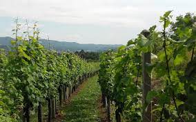 Potrebno je uskladiti korist koja se očekuje od vinograda sa zahtjevima loze. Pljevidba Vinove Loze Nakon Cvatnje Jabuka Tv