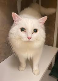 How's this Old marble. Its not mine. It sold for a whopping $22,000. It's a  Lutz. Only 10 known to exist. This one is a wet 9.8. 13/16" in size.