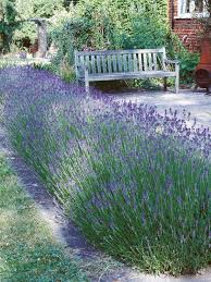 Types Of Lavender Garden Lavender Hedge Front Yard Landscaping