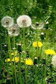 Pin On Dandelions