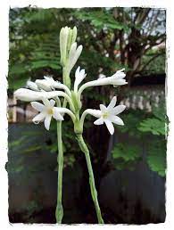 Tuberose Rajnigandha Fragrance Of The Night Tuberose Plants Flowers