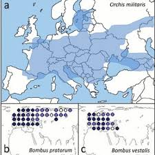 Image result for Disa satyriopsis