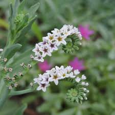 Image result for Heliotropium ciliatum