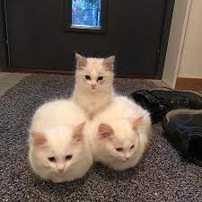 From Ragdoll_monkey Double Tap Check Out My Pet Account Happycatclub My_sweetie_cat Catloversclub Cute Cat Gif Cute Cats Kittens