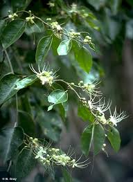 Image result for Capparis citrifolia