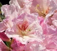 Rhododendron /ˌroʊdəˈdɛndrən/ is a very large genus of 1,024 species of woody plants in the heath family (ericaceae), either evergreen or deciduous, and found mainly in asia. Southgate Rhododendron Series Buy Plants Online Gardener Direct