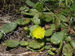 I assume, but don't know, that all the juicy berries are edible. Eastern Prickly Pear Opuntia Humifusa Var Humifusa