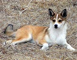 20 Of The World S Rarest Dog Breeds In 2020 Unique Dog Breeds Rare Dog Breeds Rare Dogs