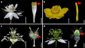 You can see how to get to mark knox flowers on our website. The Morphology Molecular Development And Ecological Function Of Pseudonectaries On Nigella Damascena Ranunculaceae Petals Nature Communications