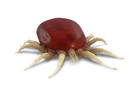 Image result for red mite