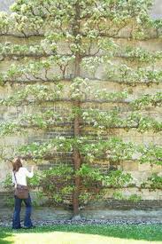 This method of tree training is attracting interest with new zealand gardeners keen to create a compact and attractive tree feature. 160 Espalier Ideas In 2021 Espalier Fruit Trees Garden Inspiration Garden Design