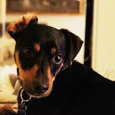 Get healthy pups from responsible and professional breeders at puppyspot. Adopt A Miniature Pinscher Near Los Angeles Ca Get Your Pet
