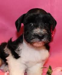 We then had the wonderful opportunity to continue his breeding program. Msca Mini Schnauzer Blue Eyed Parti Merle Boy For Sale In Austin Texas Classified Americanlisted Com