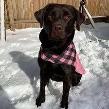 We did not find results for: Why Are Labrador Retrievers The Most Popular Dog Breed K9 Web