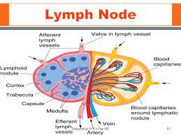 Immune Lymphatic System Lymph Node Body Systems Lymph Vessels Structure And Function