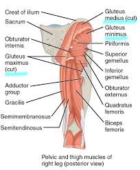 The accompanying muscle diagram reveals the positions of the muscles in this pose. Muscles Of The Gluteal Region Anatomy Geeky Medics