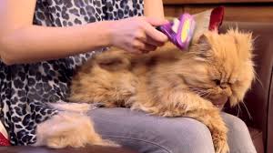 Furminator for small cats, long hair deshedding brush comb aus authorised dealer. Furminator For Cats Video Youtube