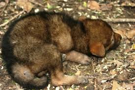 Eight red wolf puppies were born at point defiance zoo & aquarium in tacoma over the weekend. Mississippi Choctaws Provide Names To Red Wolf Puppies At Zoo