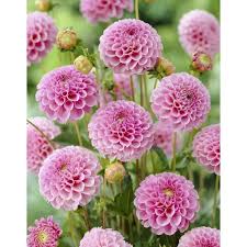 Image result for Stolzia