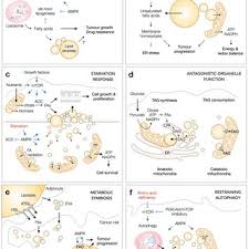 Jak málo stačilo.lidi dávejte pozor! Pdf Lipid Droplets In Cancer