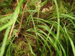 Image result for Antrophyum mannianum