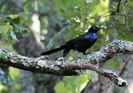Try playing a sound recording. Activities Exploring Birds Bird Academy The Cornell Lab