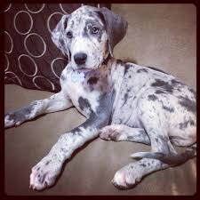 The record of world's tallest dog has been held by several great danes. Pin By Ella Torres On Great Dane Love Blue Merle Great Dane Great Dane Dogs Great Dane Puppy