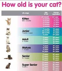 Though the common perspective on cat years and human years is trying to figure out how old our cats are in human years, that conversion. Cat Age Chart Coolguides