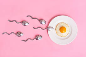 Image result for Ovulation