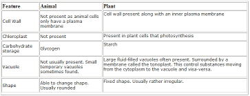 differences between plant and animal cell lusinagao