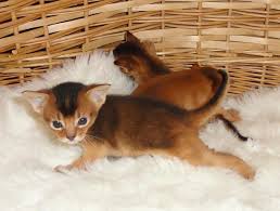 I am an exotic kitten breeder and offer kittens for sale in virginia specializing in: Abyssinian Cats For Sale Indianapolis In 124656