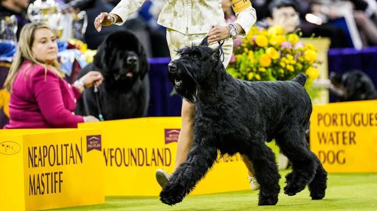 Monty the Giant Schnauzer wins Best in Show