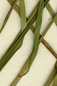 Image result for Rhynchospora perrieri