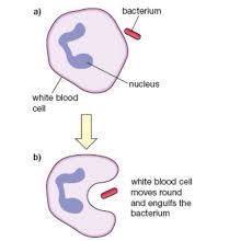 Phagocytosis Biology Resources Gcse Science Aqa